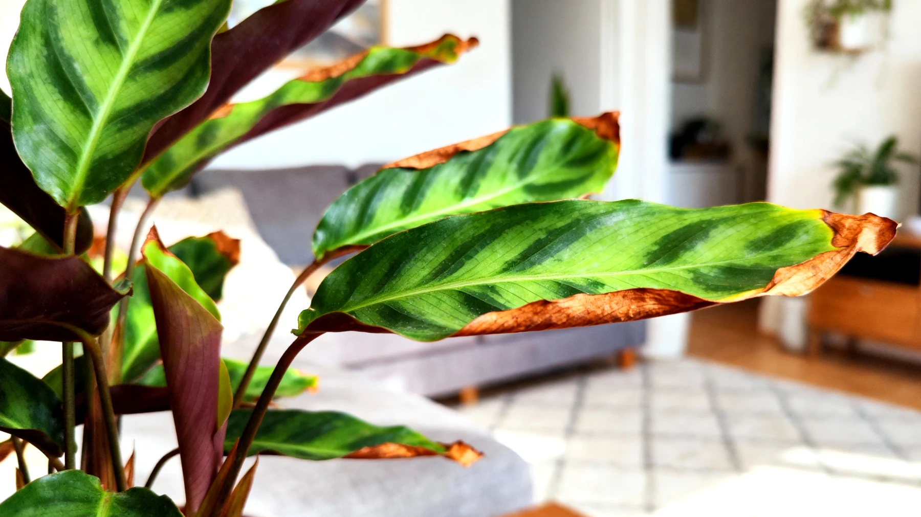 Calathea"